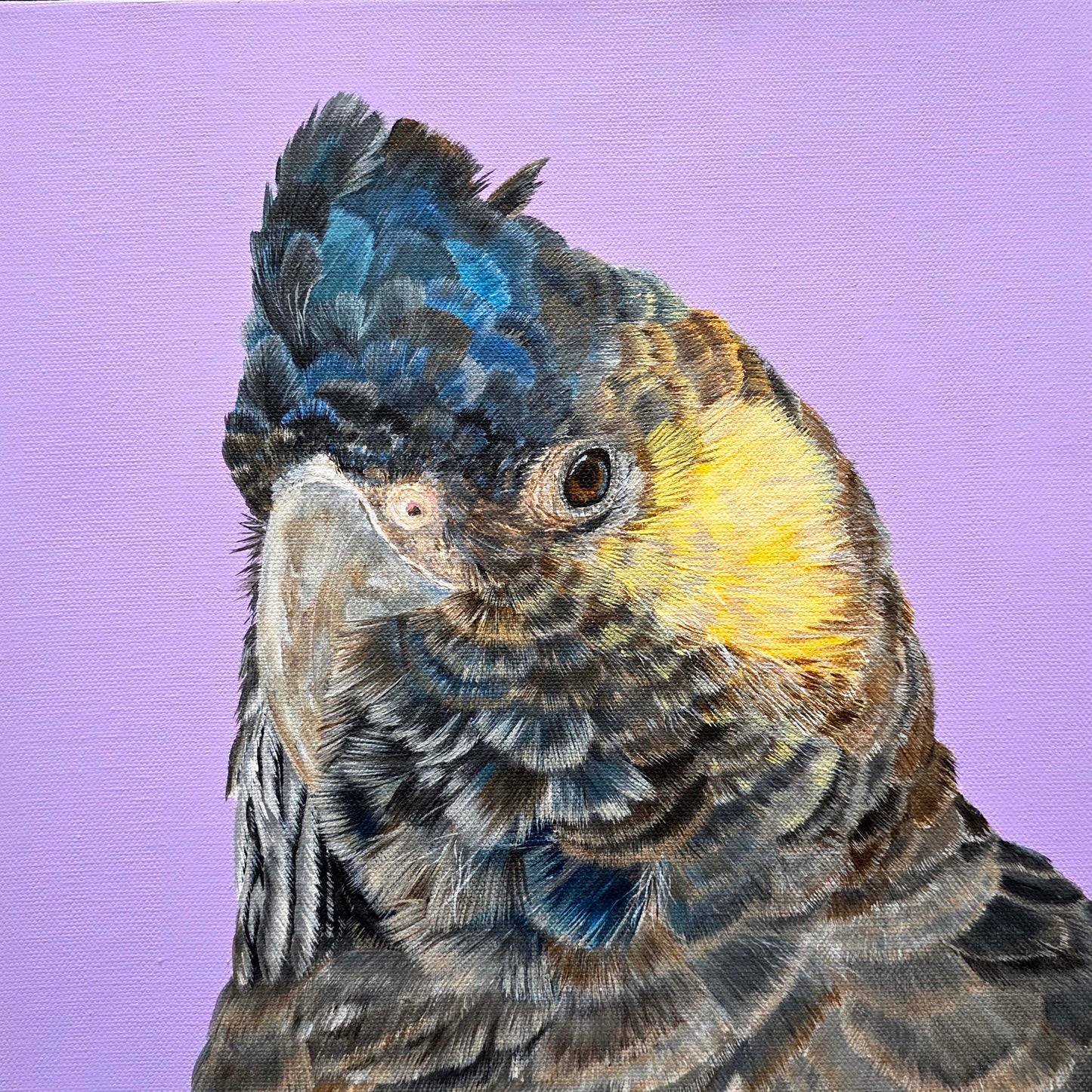 "Kyeema" Black Cockatoo painting