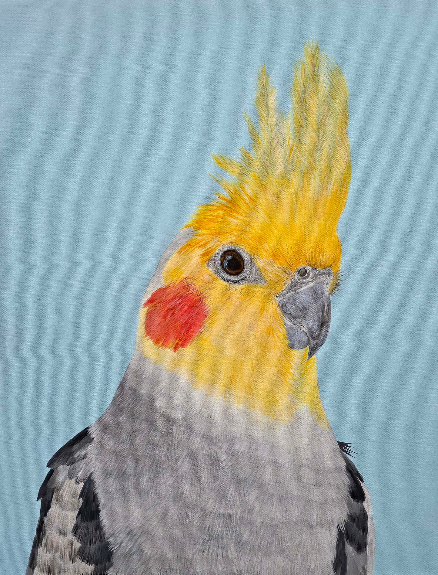 Cockatiel