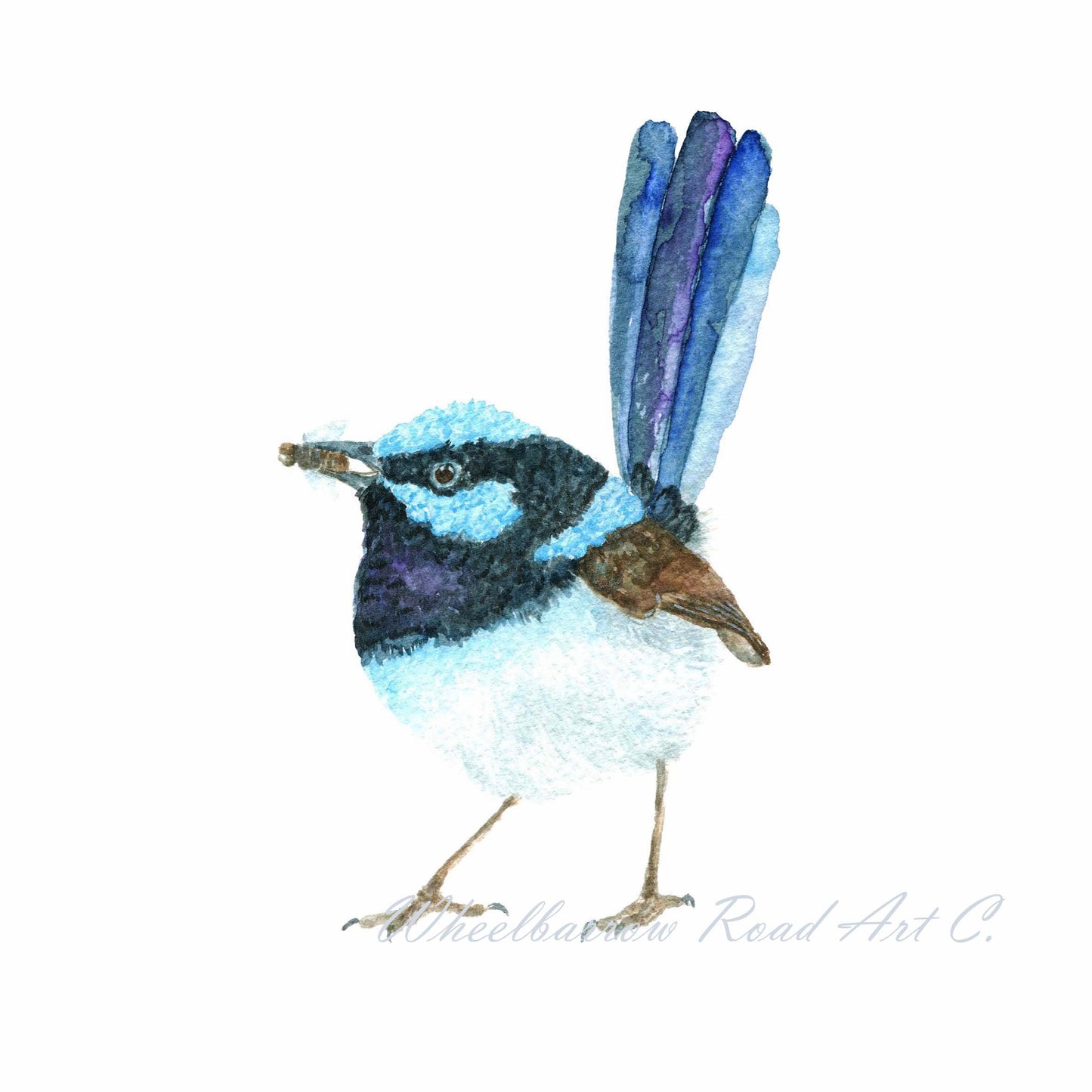 Blue Fairywren