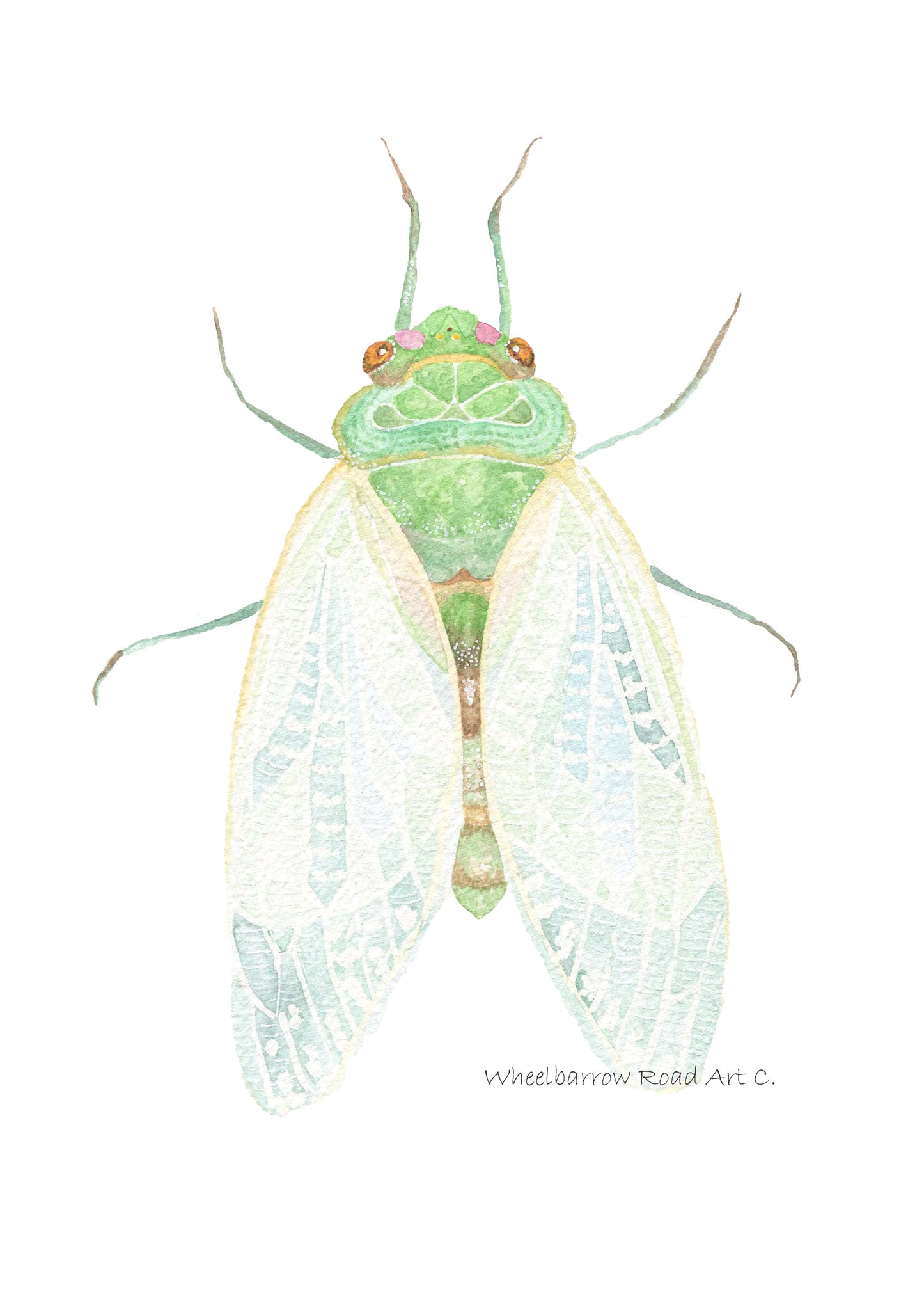 RIVER AUSTRALIAN ANIMAL SET