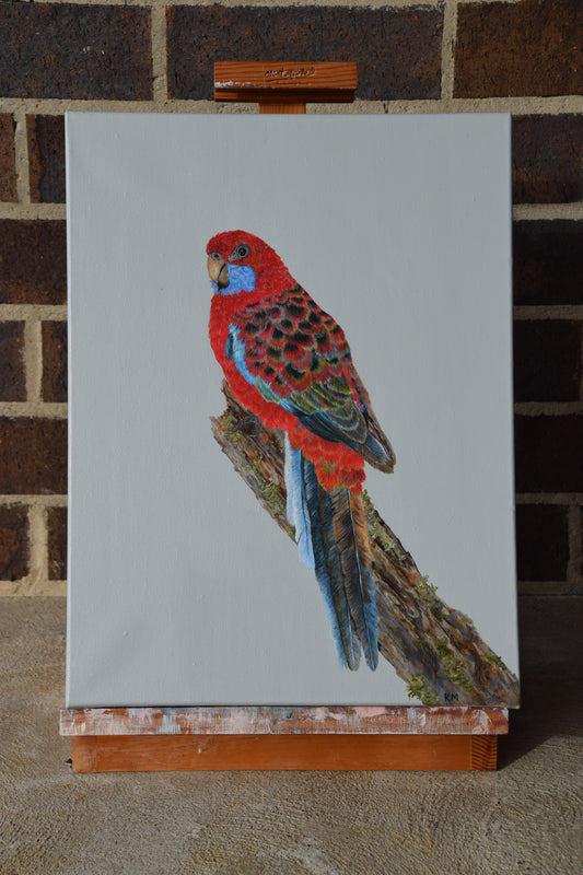 "Rocky" Crimson Rosella Painting