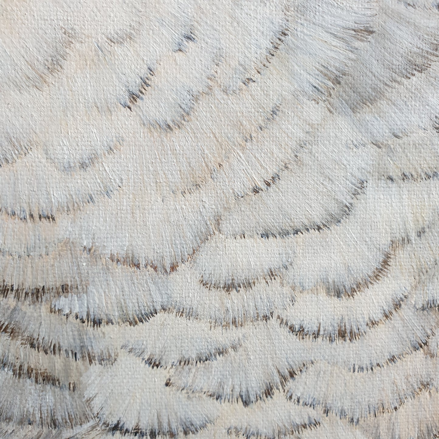 Kookaburra