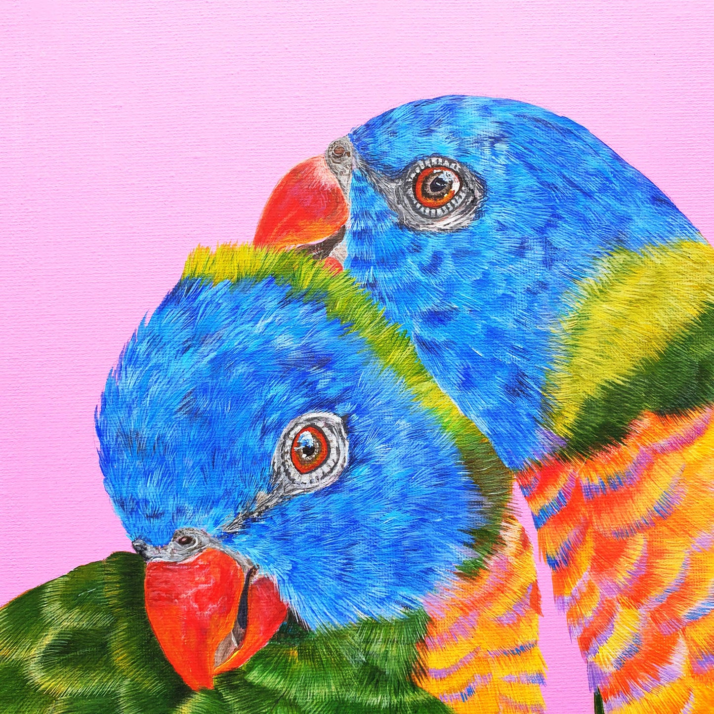 Rainbow Lorikeet