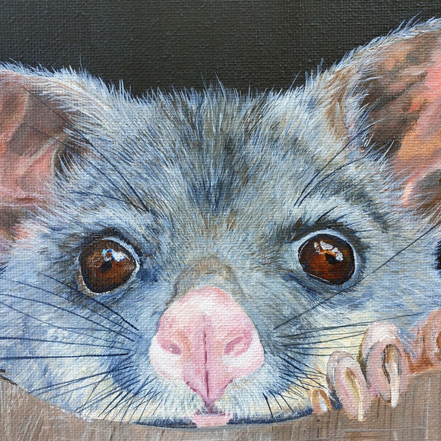 Possum