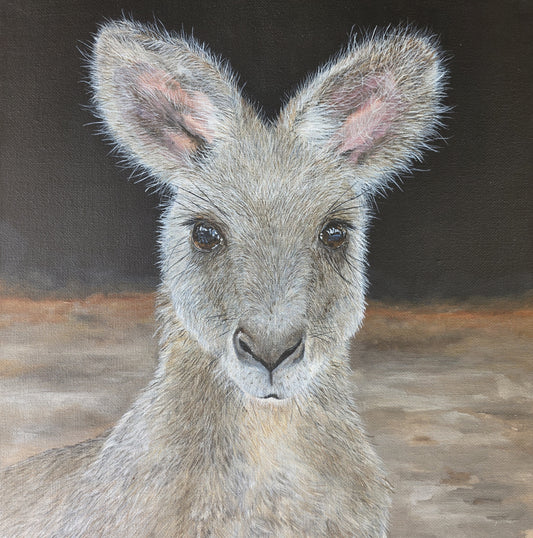Grey Kangaroo