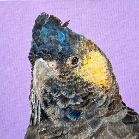 "Kyeema" Black Cockatoo painting