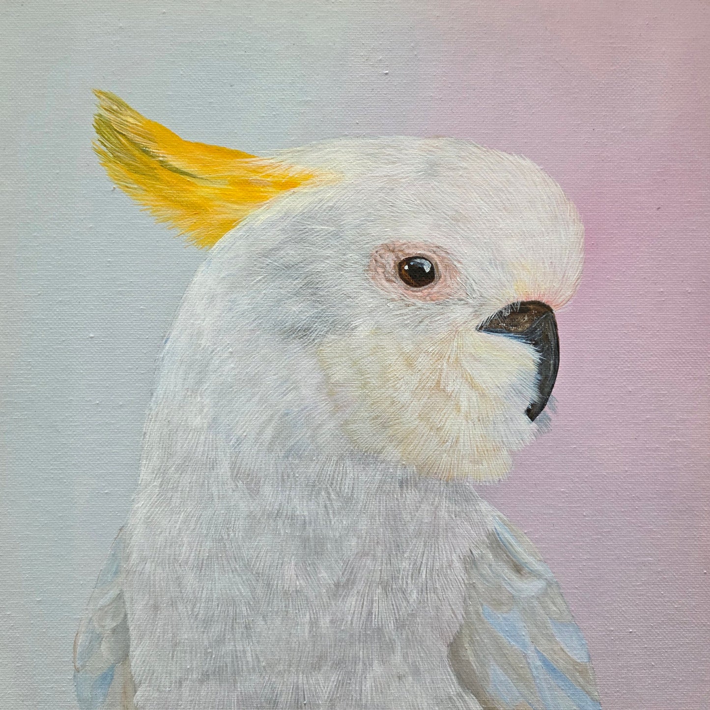 Sulfur Crested Cockatoo