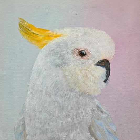 Sulfur Crested Cockatoo