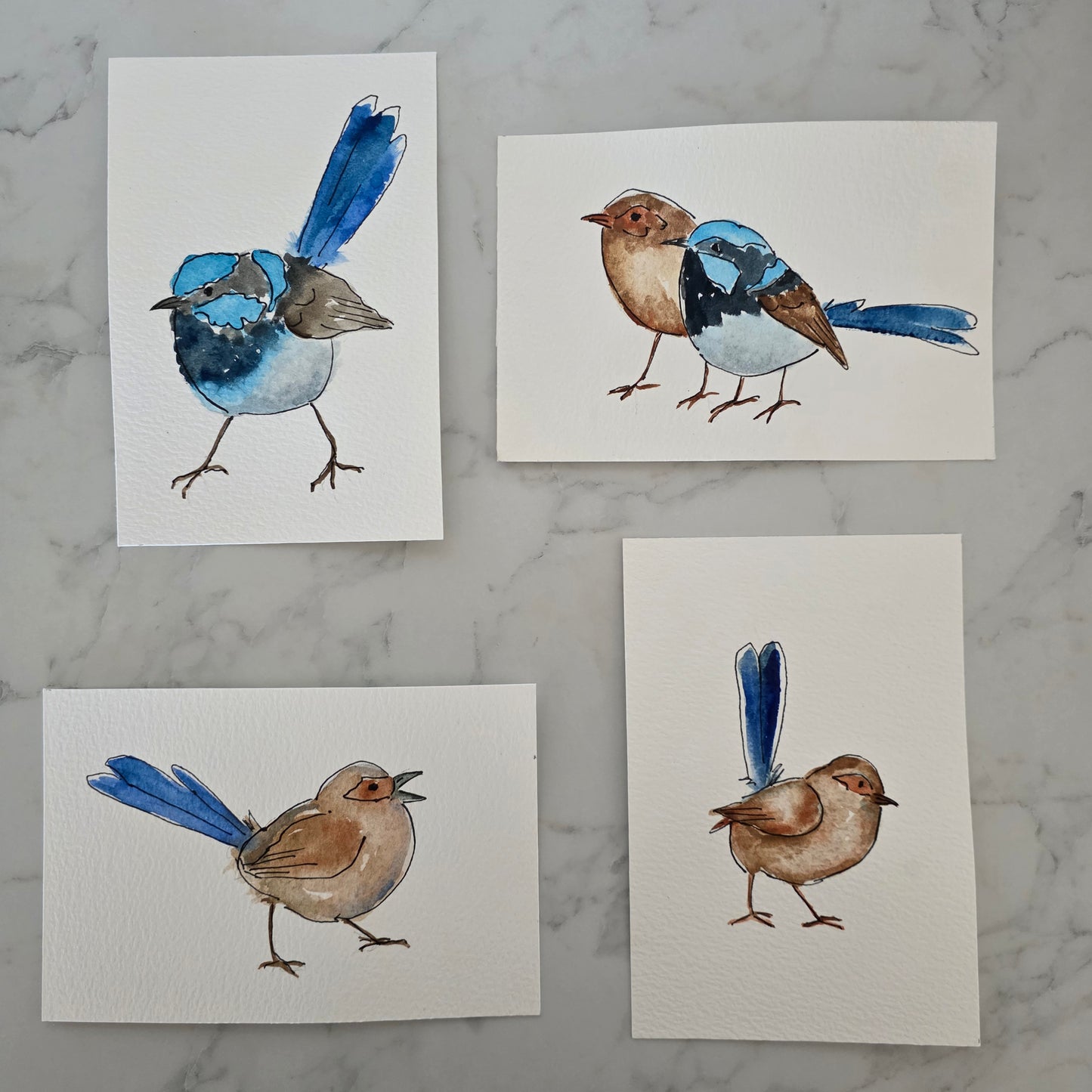 Fairywren Study One