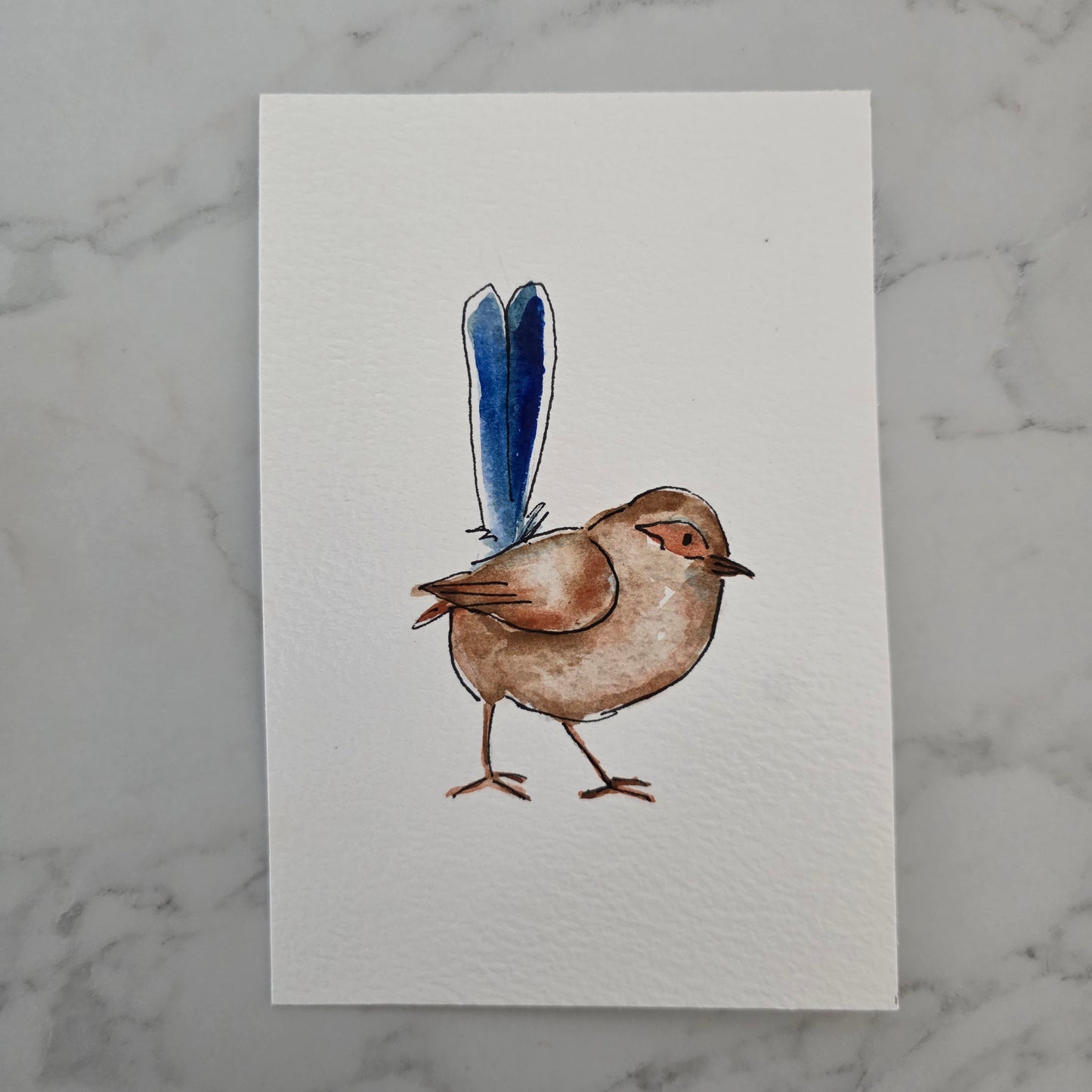 Fairywren Study Three