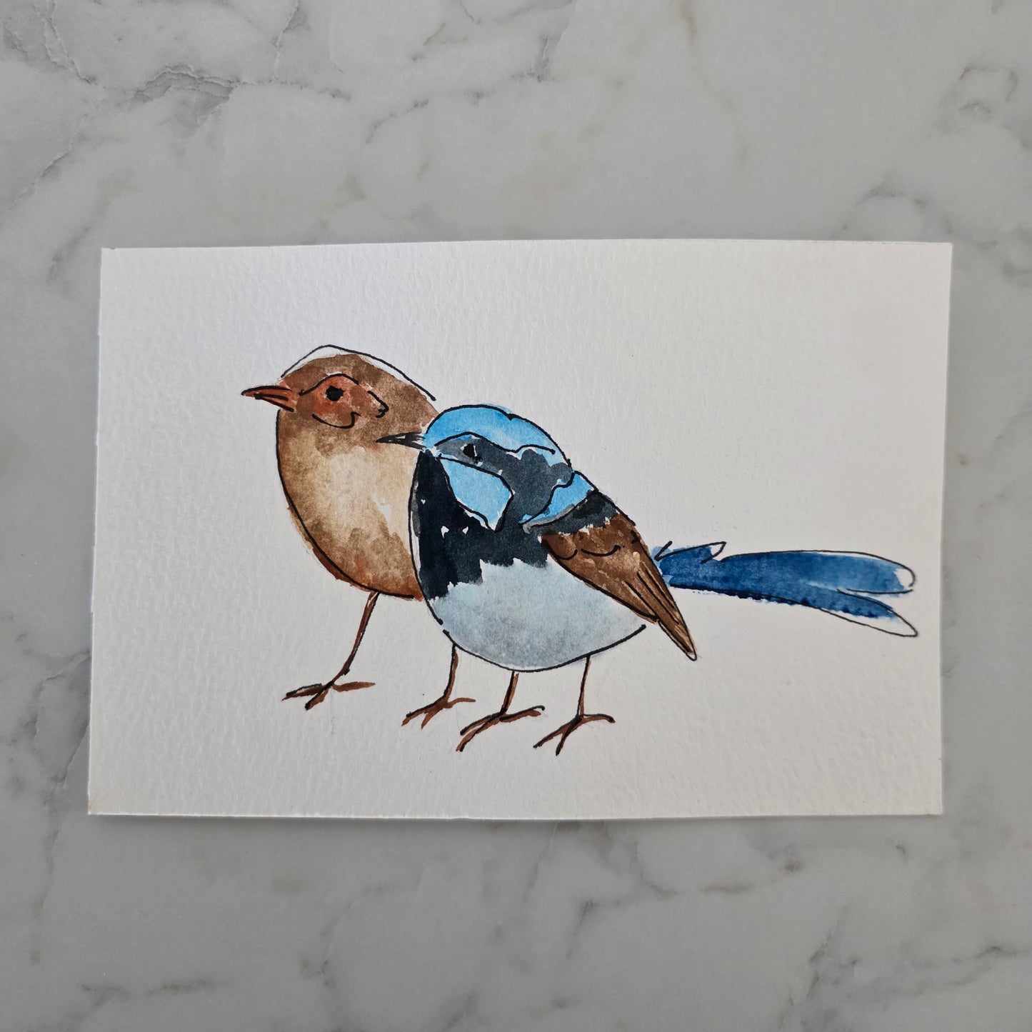 Fairywren Study Two