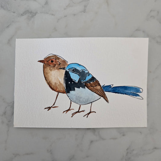 Fairywren Study Two