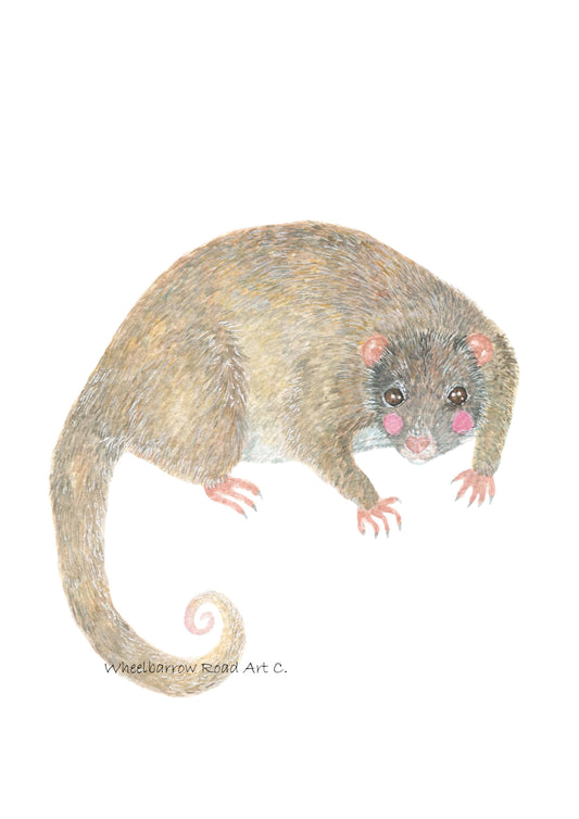 DAINTREE RIVER RINGTAIL POSSUM NURSERY PRINT