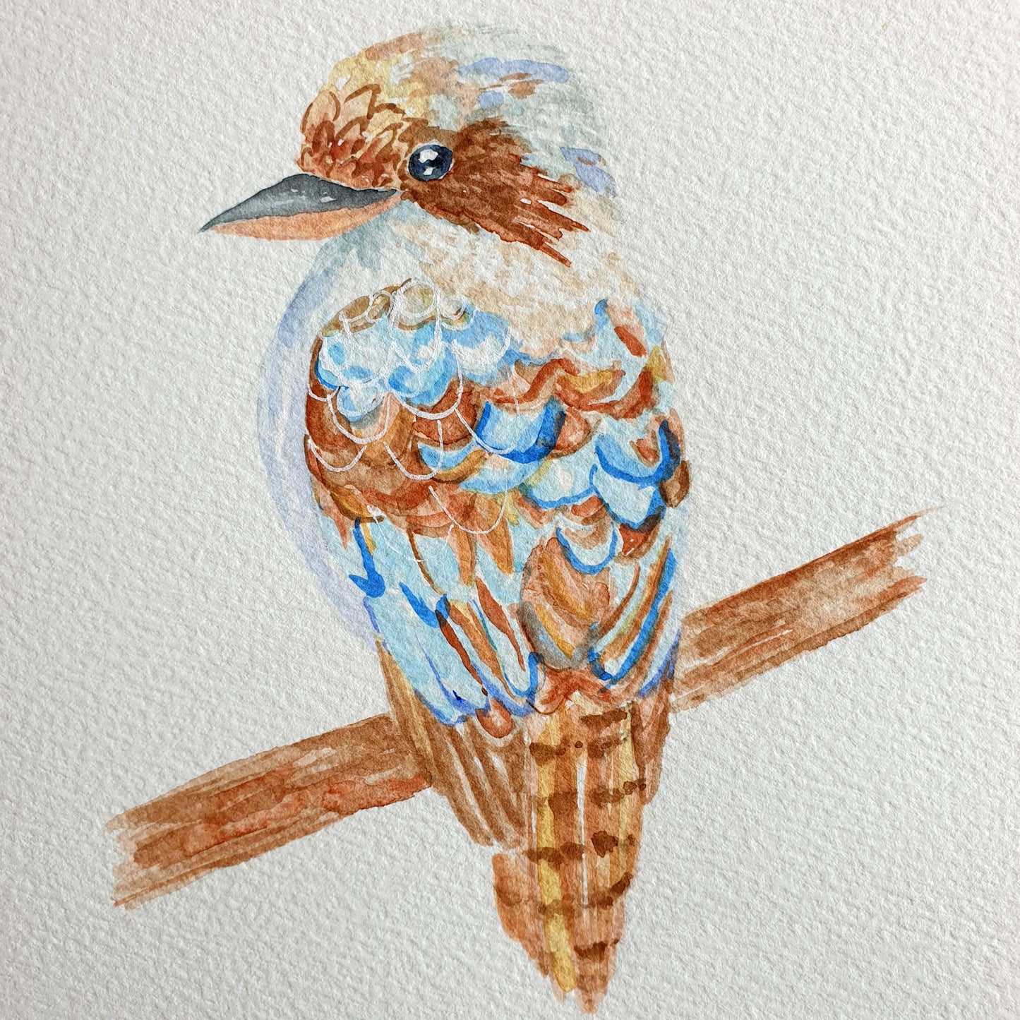 Kookaburra