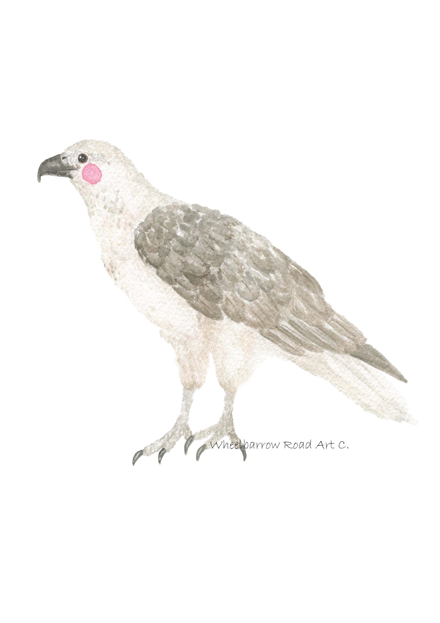 LAKE AUSTRALIAN ANIMAL SET